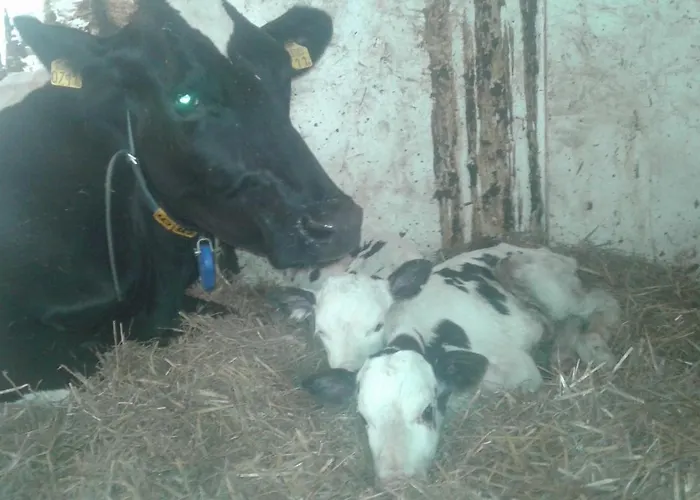 ベッド・アンド・ブレックファスト Arken Ae *